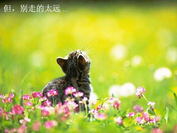 ´ͼƬ